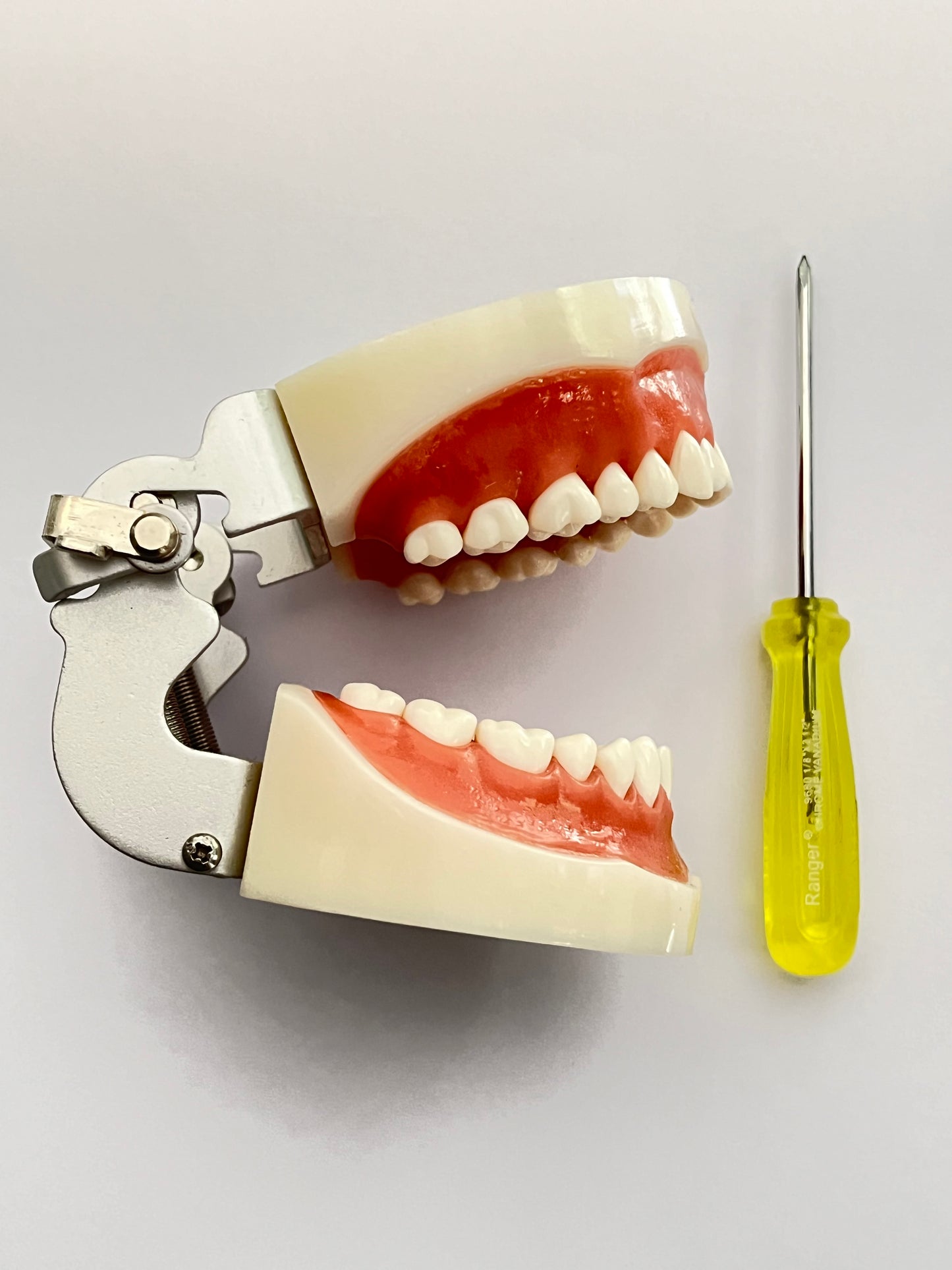 Tipodonto tipo nissin con articulación metálica de 32 dientes Prime dent