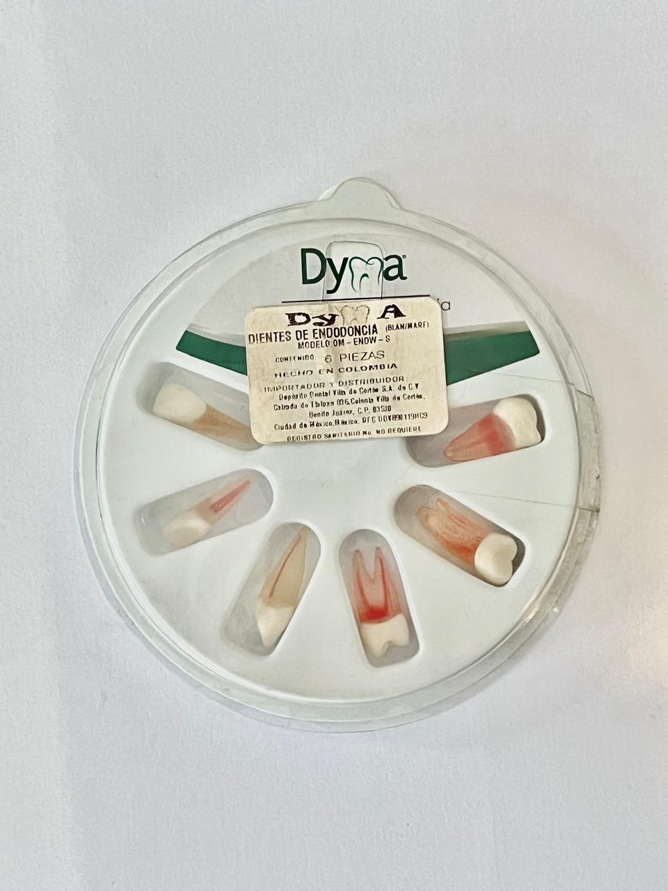 Dientes para práctica de endodoncia con 6 piezas