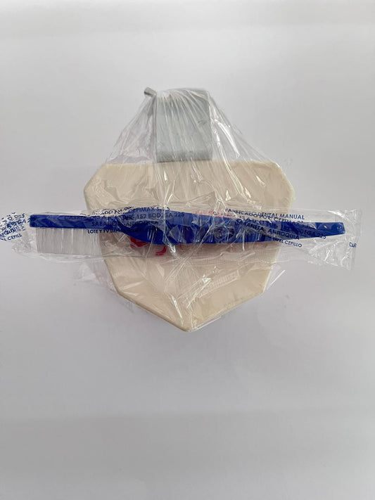 Tipodonto didactico con cepillo Dyma