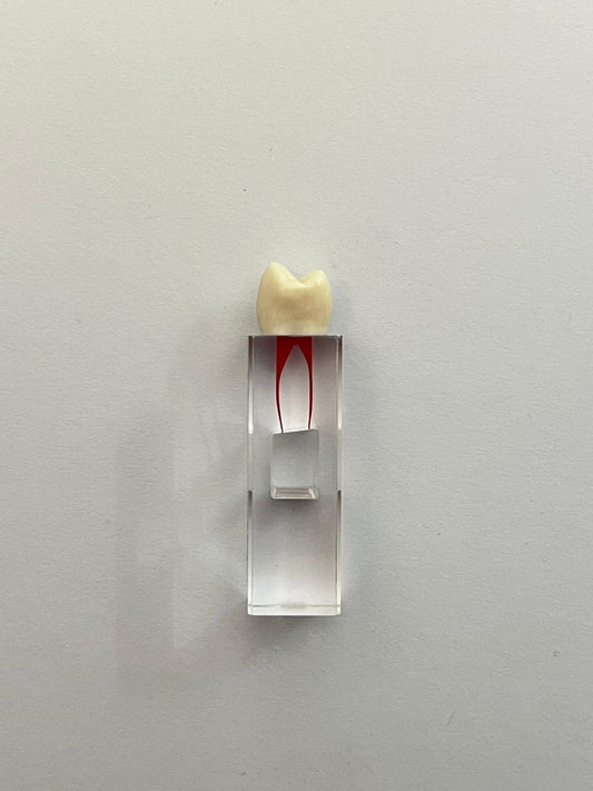 Cubo Diente nissin endodoncia 13-END3M0124RRE (24)