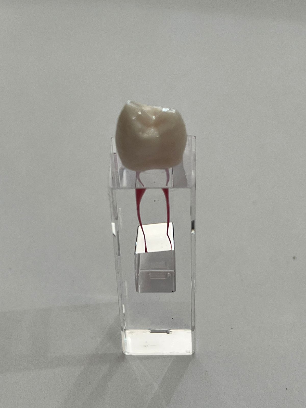 Cubo Diente nissin endodoncia