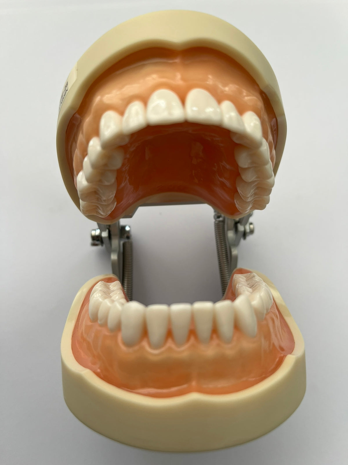 Tipodonto Nissin 28 dientes adulto