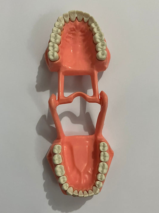 Tipodonto Adysa adulto