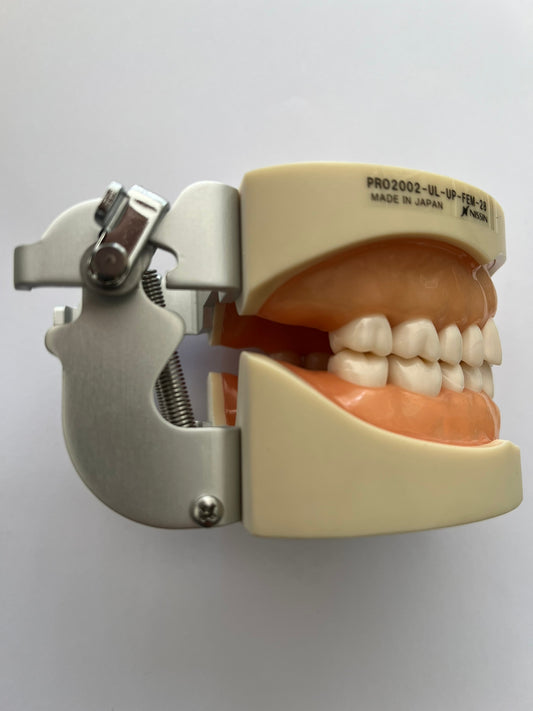 Tipodonto Nissin 28 dientes adulto