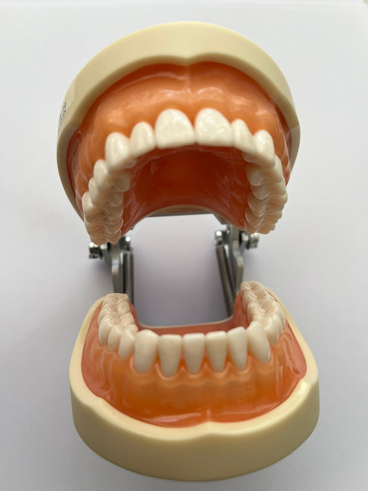Tipodonto Nissin 32 dientes adulto