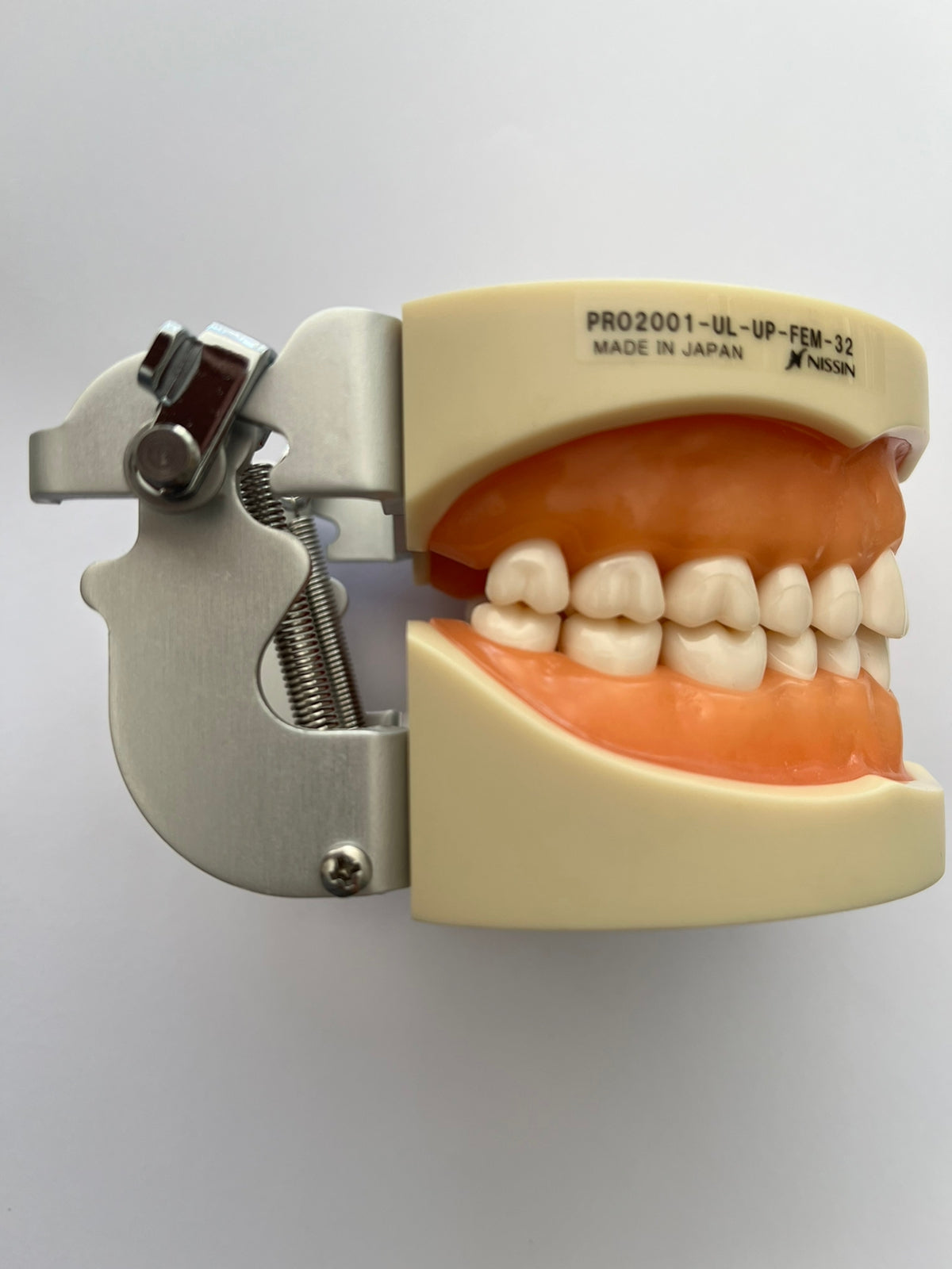 Tipodonto Nissin 32 dientes adulto