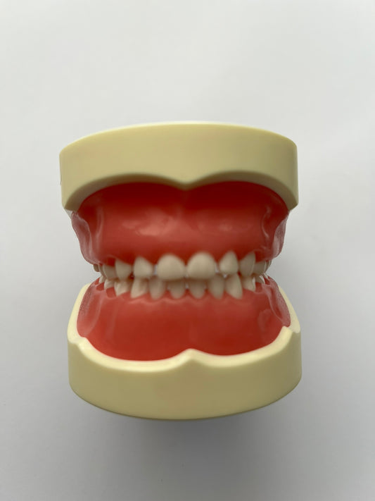 Tipodonto infantil Nissin