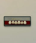Babydent dientes de acrílico infantil superior anterior