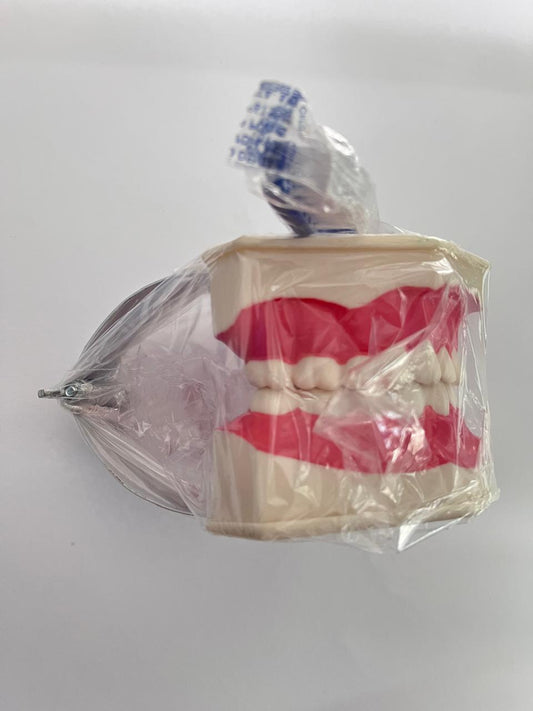 Tipodonto didactico con cepillo Dyma