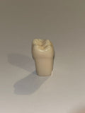 Diente nissin una capa 1.6 ( OD 16 ) Primer molar superior derecho
