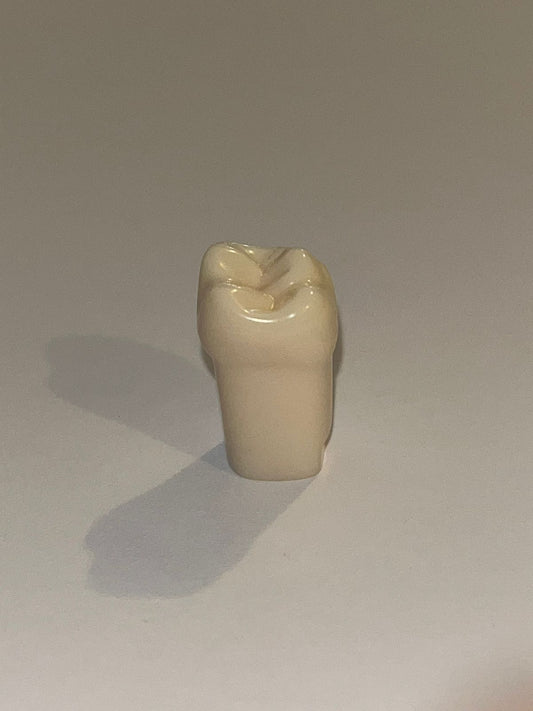 Diente nissin una capa 1.6 ( OD 16 ) Primer molar superior derecho