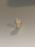 Diente nissin una capa 1.8 ( OD 18 ) Tercer molar superior derecho