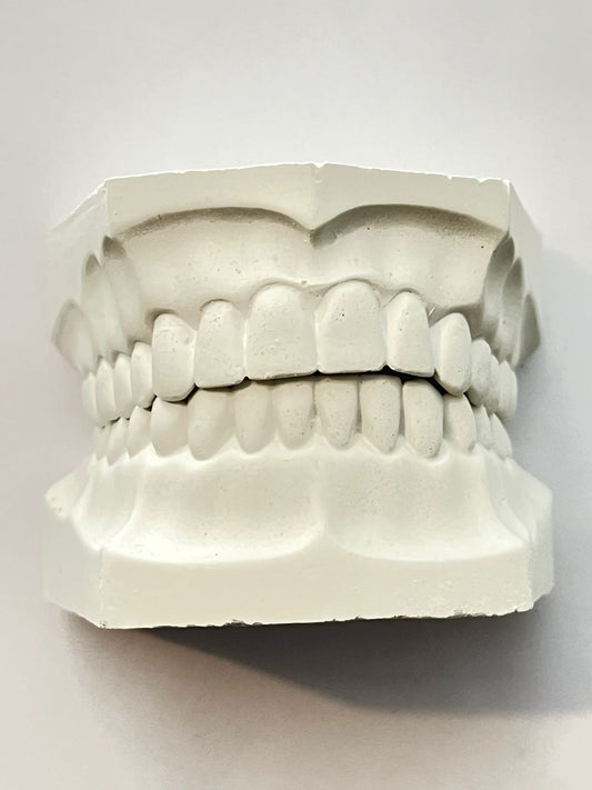 Tipodonto de yeso Steel dental adulto