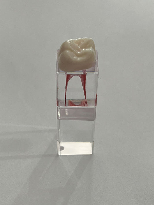 Cubo Diente nissin endodoncia