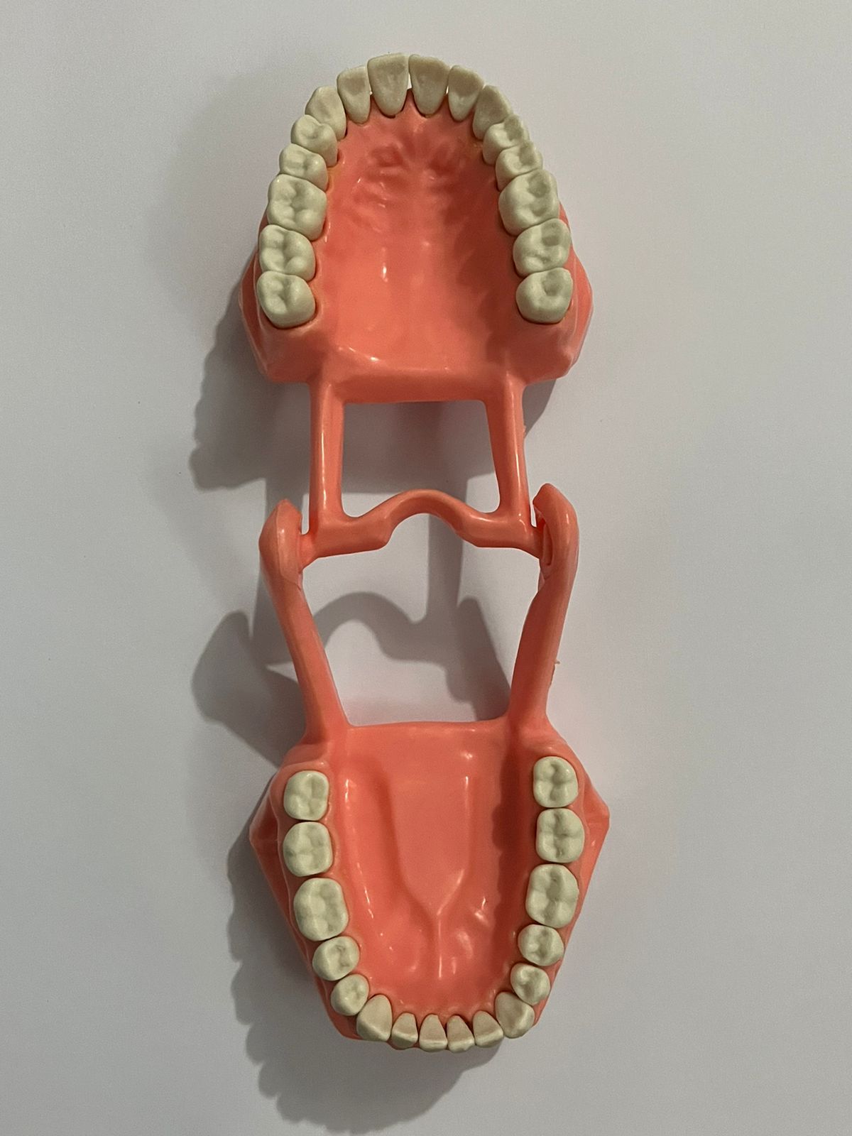 Tipodonto Adysa adulto