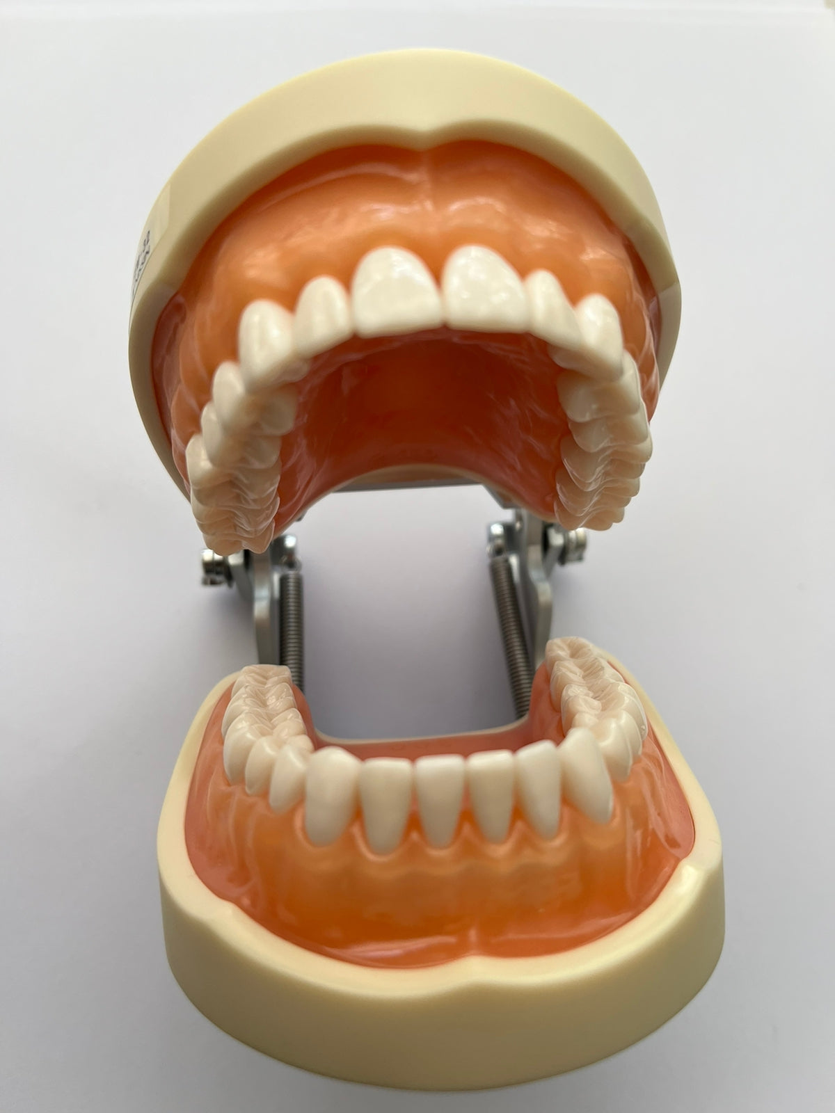 Tipodonto Nissin 32 dientes adulto